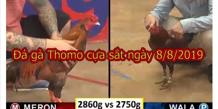 Full video Đá Gà Campuchia Thomo ngày 8/8/2019
