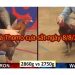 Full video Đá Gà Campuchia Thomo ngày 8/8/2019