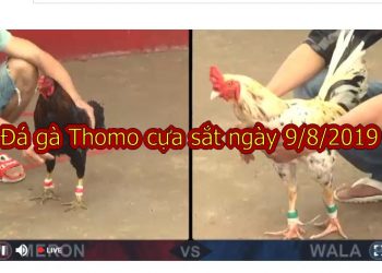 Xem video Đá Gà Thomo cựa sắt MỚI NHẤT ngày 9/8/2019