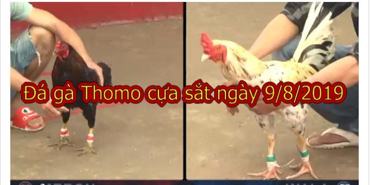 Xem video Đá Gà Thomo cựa sắt MỚI NHẤT ngày 9/8/2019