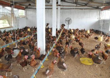 Kỹ thuật nuôi gà nhốt chuồng  – bí kíp làm giàu cho người nông dân