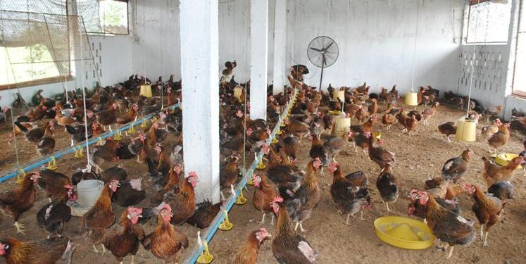 Kỹ thuật nuôi gà nhốt chuồng  – bí kíp làm giàu cho người nông dân