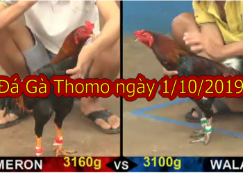 Trực tiếp Đá Gà Thomo Hôm Nay ngày 1/10/2019