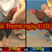 Trực tiếp Đá Gà Thomo Hôm Nay ngày 1/10/2019