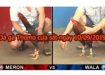 Đá gà Campuchia thứ 3 ngày 10/9/2019