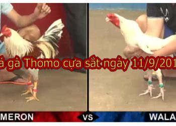 Đá gà Thomo Hôm Nay thứ 4 ngày 11/9/2019
