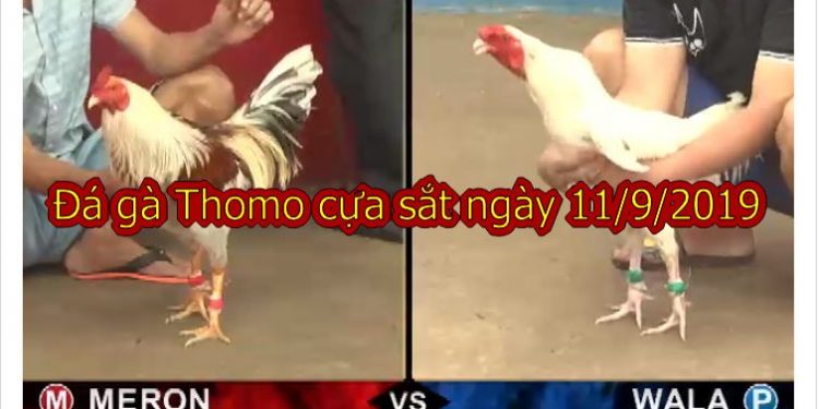 Đá gà Thomo Hôm Nay thứ 4 ngày 11/9/2019