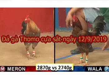 Xem đá gà Thomo trực tiếp ngày 12/9/2019