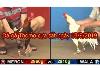 Coi trực tiếp đá gà Campuchia thứ 6 ngày 13/9/2019