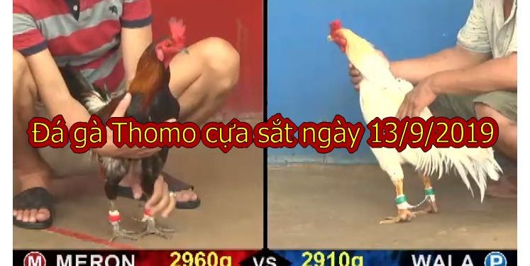 Coi trực tiếp đá gà Campuchia thứ 6 ngày 13/9/2019