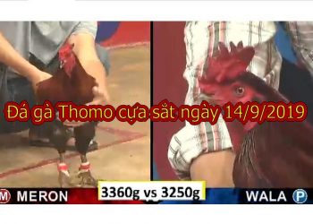 Xem đá gà trực tiếp thứ 7 ngày 14/9/2019