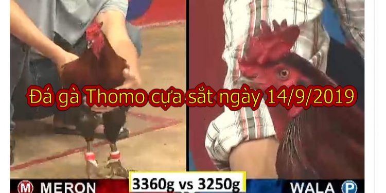 Xem đá gà trực tiếp thứ 7 ngày 14/9/2019