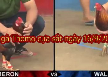 Đá Gà Trực Tiếp Campuchia thứ 2 ngày 16/9/2019