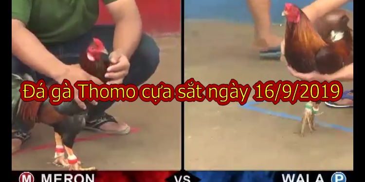 Đá Gà Trực Tiếp Campuchia thứ 2 ngày 16/9/2019