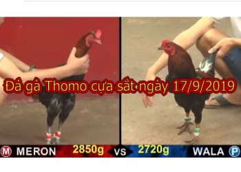 [LIVE] Trực Tiếp Đá Gà Campuchia ngày 17/9/2019
