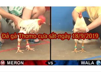 Trực Tiếp Đá Gà Hôm nay thứ 4 ngày 18/9/2019