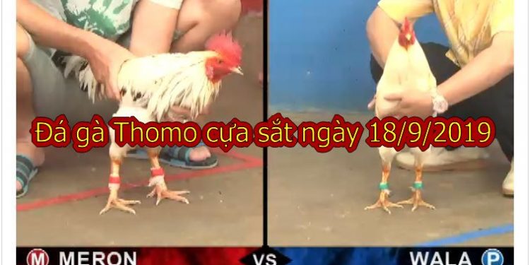 Trực Tiếp Đá Gà Hôm nay thứ 4 ngày 18/9/2019