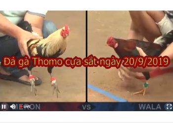 Đá Gà Thomo Hôm Nay thứ 6 ngày 20/9/2019