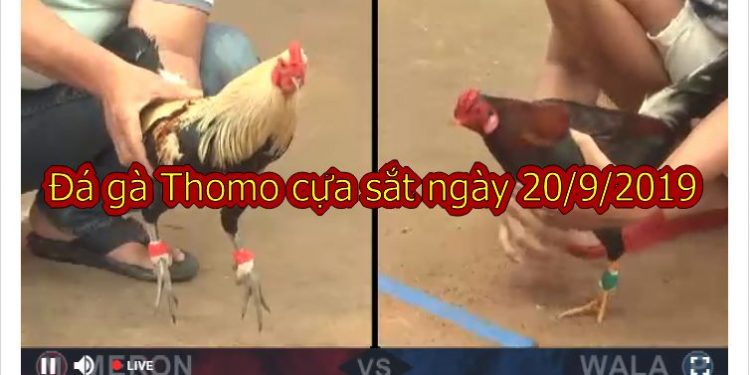 Đá Gà Thomo Hôm Nay thứ 6 ngày 20/9/2019