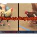 Đá Gà Thomo Hôm Nay thứ 6 ngày 20/9/2019