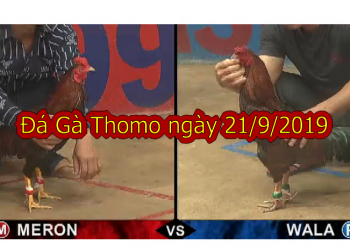 Đá Gà Thomo Trực Tiếp ngày 21/9/2019