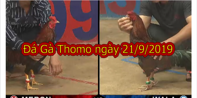 Đá Gà Thomo Trực Tiếp ngày 21/9/2019
