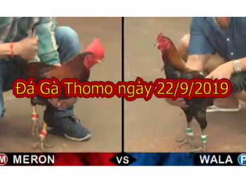 Xem Đá Gà Trực Tuyến Casino Thomo ngày 22/9/2019