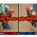 Xem Đá Gà Trực Tuyến Casino Thomo ngày 22/9/2019