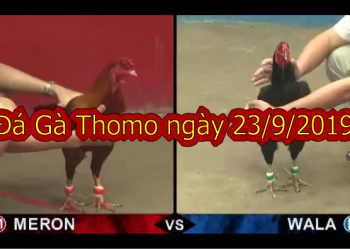 Đá Gà Thomo trực tiếp Hôm Nay ngày 23/9/2019