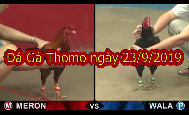 Đá Gà Thomo trực tiếp Hôm Nay ngày 23/9/2019