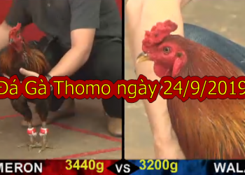 Xem gà đá trực tiếp ngày 24/9/2019 (casino 999)