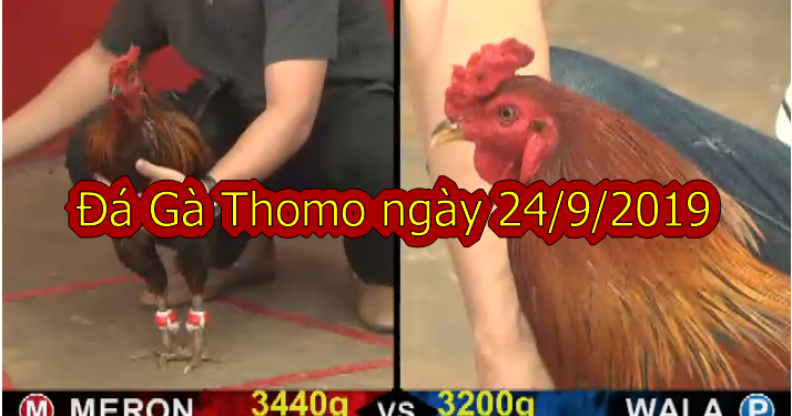 Xem gà đá trực tiếp ngày 24/9/2019 (casino 999)