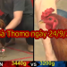 Xem gà đá trực tiếp ngày 24/9/2019 (casino 999)