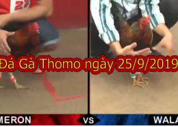 Xem Đá Gà Trực Tiếp Thomo Hôm Nay ngày 25/9/2019
