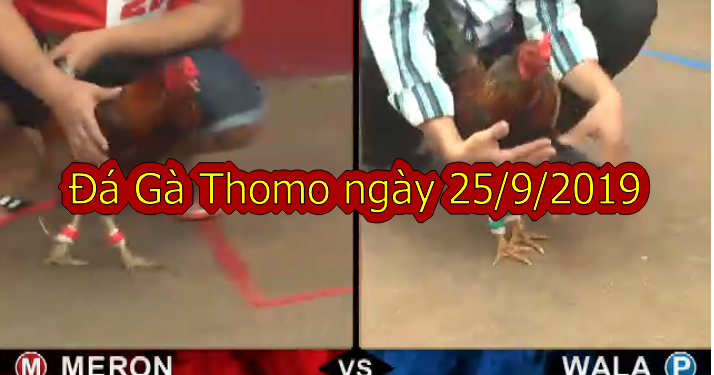 Xem Đá Gà Trực Tiếp Thomo Hôm Nay ngày 25/9/2019