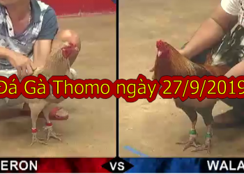 Xem Đá Gà Campuchia thứ 6 ngày 27/9/2019