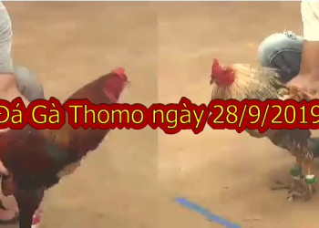 Đá gà Thomo trực tiếp Hôm Nay ngày 28/9/2019
