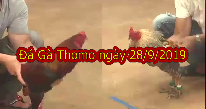 Đá gà Thomo trực tiếp Hôm Nay ngày 28/9/2019