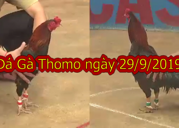 [Live] Đá gà trực tiếp tại casino Thomo ngày 29/9/2019