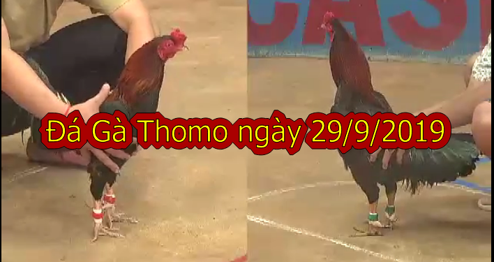 [Live] Đá gà trực tiếp tại casino Thomo ngày 29/9/2019
