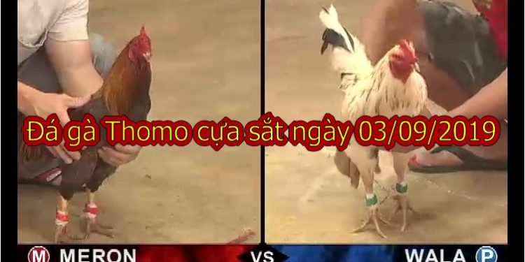 Đá gà trực tiếp Campuchia thứ 3 ngày 3/9/2019