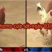 Đá gà trực tiếp Campuchia thứ 3 ngày 3/9/2019