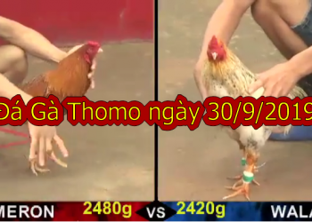 Xem đá gà Thomo MỚI NHẤT ngày 30/9/2019