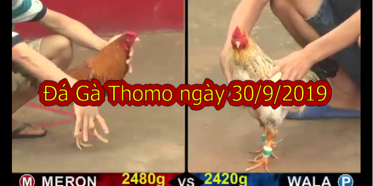Xem đá gà Thomo MỚI NHẤT ngày 30/9/2019
