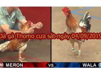 Coi đá gà trực tiếp thứ 4 ngày 4/9/2019