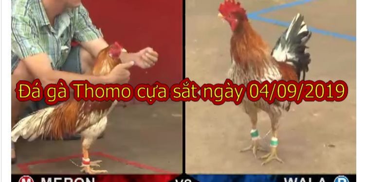 Coi đá gà trực tiếp thứ 4 ngày 4/9/2019