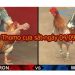 Coi đá gà trực tiếp thứ 4 ngày 4/9/2019