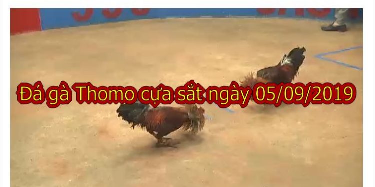 Đá gà trực tiếp hôm nay thứ 5 ngày 5/9/2019