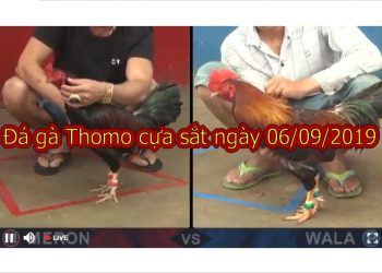 Đá gà Thomo TRỰC TIẾP hôm nay ngày 6/9/2019
