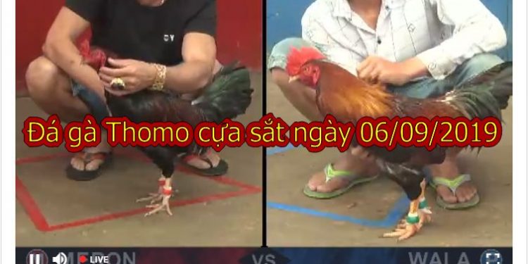 Đá gà Thomo TRỰC TIẾP hôm nay ngày 6/9/2019